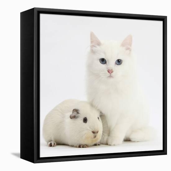 White Main Coon-Cross Kitten with White Guinea Pig-Mark Taylor-Framed Premier Image Canvas