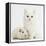 White Main Coon-Cross Kitten with White Guinea Pig-Mark Taylor-Framed Premier Image Canvas