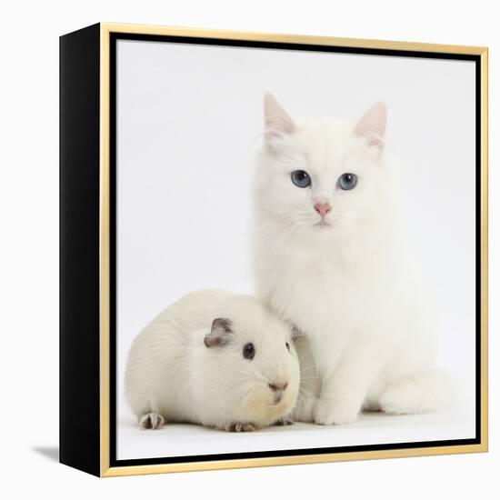 White Main Coon-Cross Kitten with White Guinea Pig-Mark Taylor-Framed Premier Image Canvas