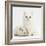 White Main Coon-Cross Kitten with White Guinea Pig-Mark Taylor-Framed Photographic Print