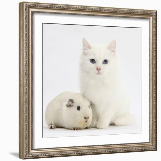 White Main Coon-Cross Kitten with White Guinea Pig-Mark Taylor-Framed Photographic Print