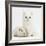 White Main Coon-Cross Kitten with White Guinea Pig-Mark Taylor-Framed Photographic Print