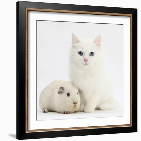 White Main Coon-Cross Kitten with White Guinea Pig-Mark Taylor-Framed Photographic Print