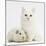 White Main Coon-Cross Kitten with White Guinea Pig-Mark Taylor-Mounted Photographic Print