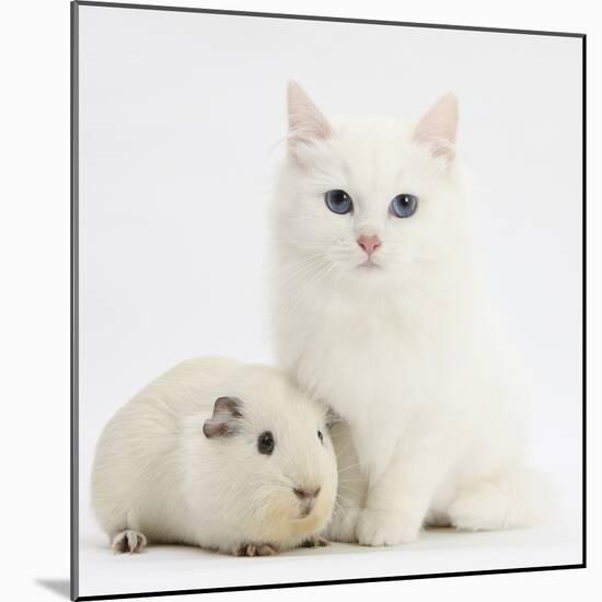 White Main Coon-Cross Kitten with White Guinea Pig-Mark Taylor-Mounted Photographic Print