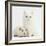 White Main Coon-Cross Kitten with White Guinea Pig-Mark Taylor-Framed Photographic Print