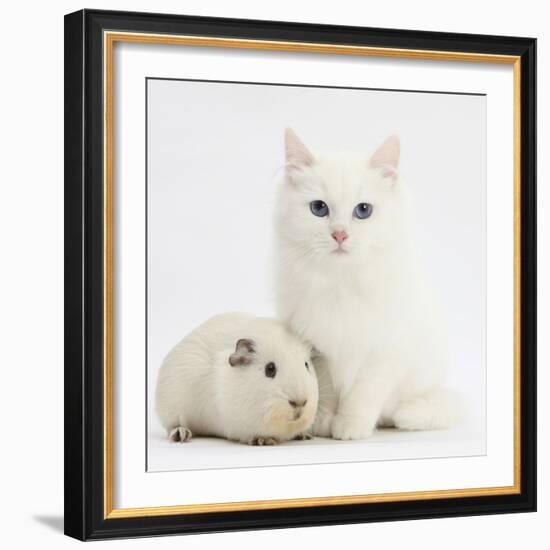 White Main Coon-Cross Kitten with White Guinea Pig-Mark Taylor-Framed Photographic Print