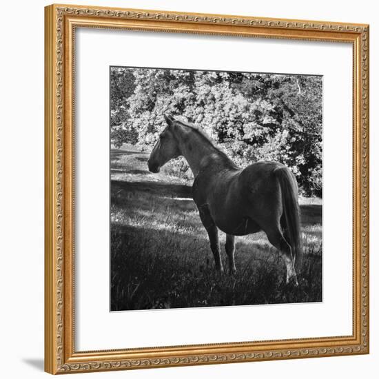 White Mare-Brenda Petrella Photography LLC-Framed Giclee Print