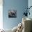 White Mare-Brenda Petrella Photography LLC-Mounted Giclee Print displayed on a wall