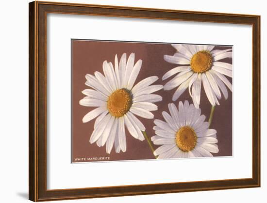 White Marguerite Daisies-null-Framed Art Print