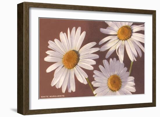 White Marguerite Daisies-null-Framed Art Print