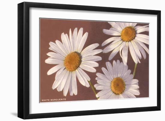 White Marguerite Daisies-null-Framed Art Print