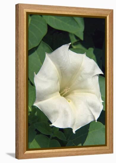 White Moonflower-Anna Miller-Framed Premier Image Canvas