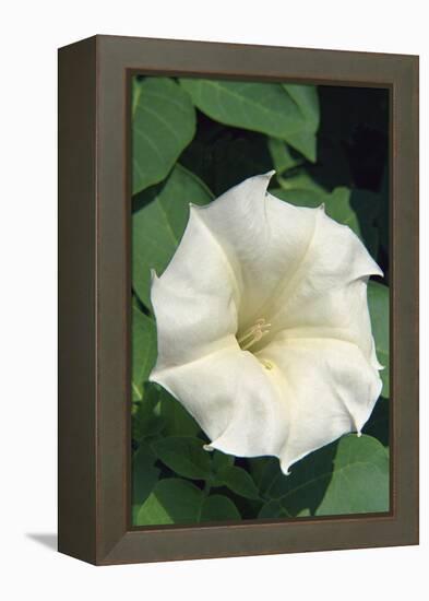 White Moonflower-Anna Miller-Framed Premier Image Canvas