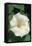 White Moonflower-Anna Miller-Framed Premier Image Canvas