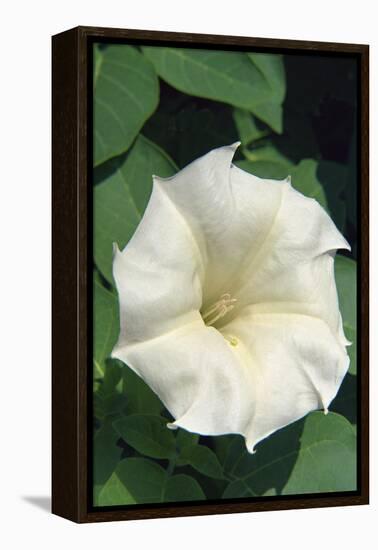 White Moonflower-Anna Miller-Framed Premier Image Canvas