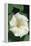 White Moonflower-Anna Miller-Framed Premier Image Canvas