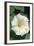 White Moonflower-Anna Miller-Framed Photographic Print