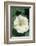 White Moonflower-Anna Miller-Framed Photographic Print