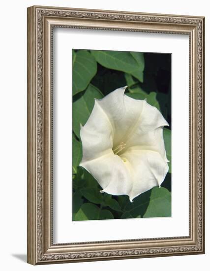 White Moonflower-Anna Miller-Framed Photographic Print