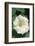 White Moonflower-Anna Miller-Framed Photographic Print