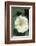 White Moonflower-Anna Miller-Framed Photographic Print