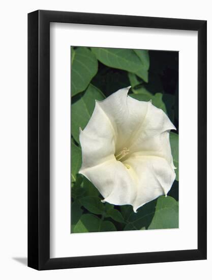 White Moonflower-Anna Miller-Framed Photographic Print