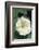 White Moonflower-Anna Miller-Framed Photographic Print