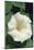 White Moonflower-Anna Miller-Mounted Photographic Print