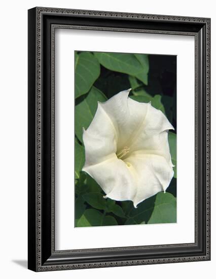 White Moonflower-Anna Miller-Framed Photographic Print