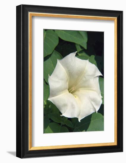 White Moonflower-Anna Miller-Framed Photographic Print