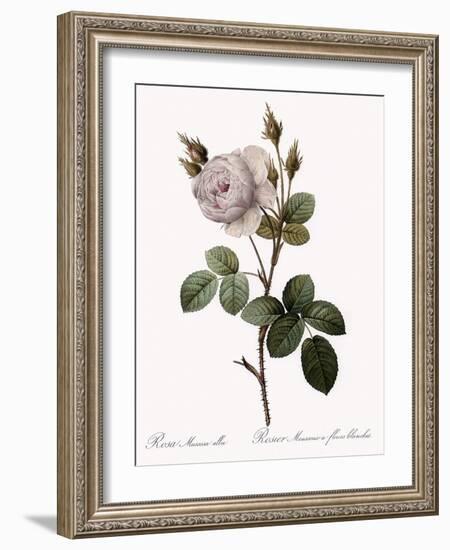 White Moss Rose, Rosa Muscosa Alba-Pierre Joseph Redoute-Framed Giclee Print