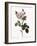 White Moss Rose, Rosa Muscosa Alba-Pierre Joseph Redoute-Framed Giclee Print