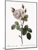 White Moss Rose, Rosa Muscosa Alba-Pierre Joseph Redoute-Mounted Giclee Print