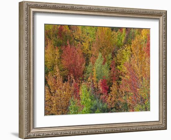 White Mountains Natioinal Forest in Fall, Near North Conway, New Hampshire, USA-Fraser Hall-Framed Photographic Print