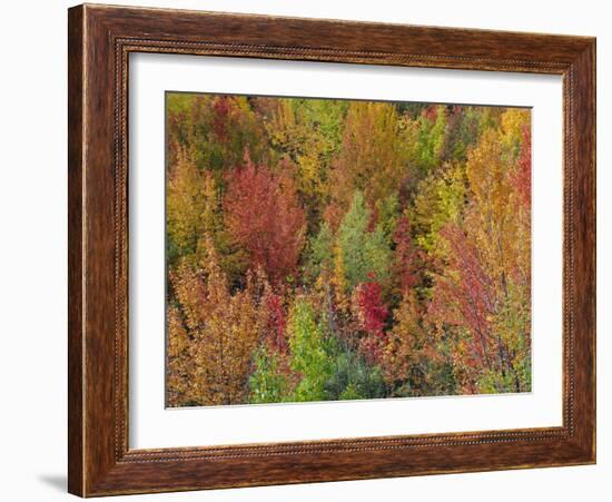 White Mountains Natioinal Forest in Fall, Near North Conway, New Hampshire, USA-Fraser Hall-Framed Photographic Print