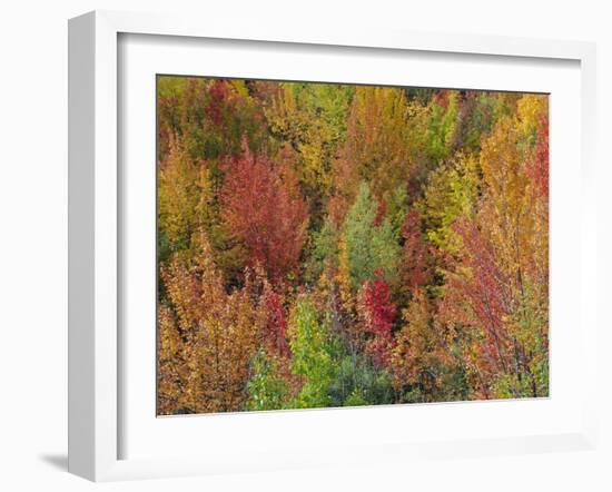 White Mountains Natioinal Forest in Fall, Near North Conway, New Hampshire, USA-Fraser Hall-Framed Photographic Print