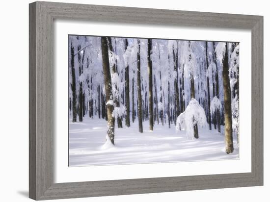 White Muslin-Philippe Sainte-Laudy-Framed Photographic Print