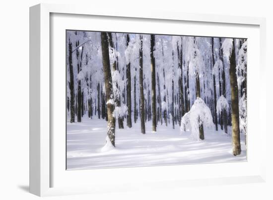 White Muslin-Philippe Sainte-Laudy-Framed Photographic Print