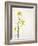 White Mustard, Mustard, Sinapis Alba, Stalk, Blossoms, Yellow-Axel Killian-Framed Photographic Print