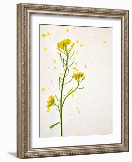 White Mustard, Mustard, Sinapis Alba, Stalk, Blossoms, Yellow-Axel Killian-Framed Photographic Print