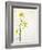 White Mustard, Mustard, Sinapis Alba, Stalk, Blossoms, Yellow-Axel Killian-Framed Photographic Print