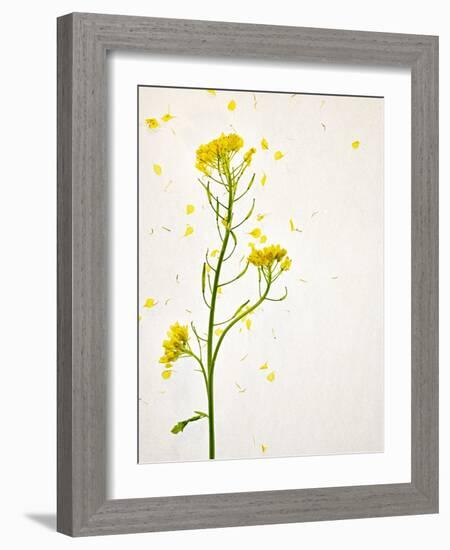 White Mustard, Mustard, Sinapis Alba, Stalk, Blossoms, Yellow-Axel Killian-Framed Photographic Print