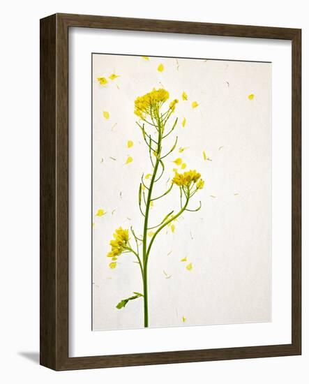 White Mustard, Mustard, Sinapis Alba, Stalk, Blossoms, Yellow-Axel Killian-Framed Photographic Print