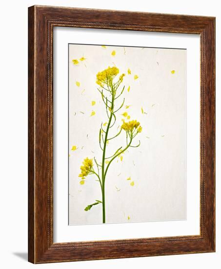 White Mustard, Mustard, Sinapis Alba, Stalk, Blossoms, Yellow-Axel Killian-Framed Photographic Print