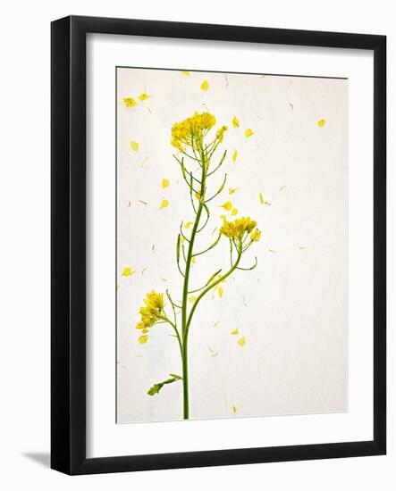 White Mustard, Mustard, Sinapis Alba, Stalk, Blossoms, Yellow-Axel Killian-Framed Photographic Print