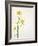 White Mustard, Mustard, Sinapis Alba, Stalk, Blossoms, Yellow-Axel Killian-Framed Photographic Print