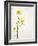 White Mustard, Mustard, Sinapis Alba, Stalk, Blossoms, Yellow-Axel Killian-Framed Photographic Print