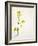 White Mustard, Mustard, Sinapis Alba, Stalk, Blossoms, Yellow-Axel Killian-Framed Photographic Print