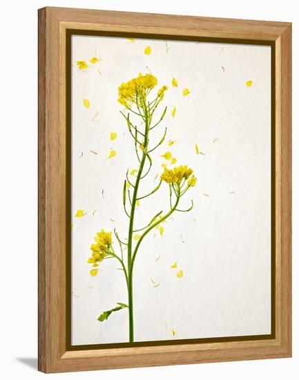 White Mustard, Mustard, Sinapis Alba, Stalk, Blossoms, Yellow-Axel Killian-Framed Premier Image Canvas